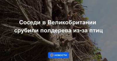 Соседи в Великобритании срубили полдерева из-за птиц - news.mail.ru - Россия - Англия