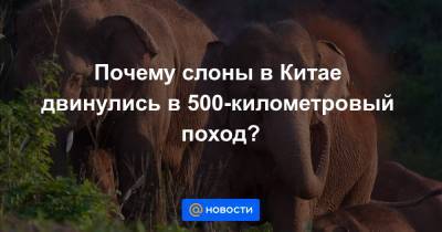 Почему слоны в Китае двинулись в 500-километровый поход? - news.mail.ru - Китай - Бирма - Лаос