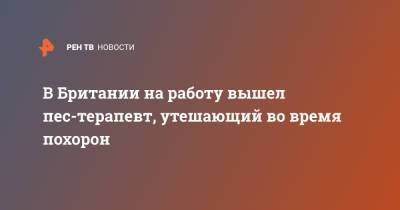 В Британии на работу вышел пес-терапевт, утешающий во время похорон - ren.tv - Англия - Великобритания