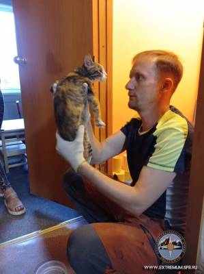 В Красном Cеле спасатели вытащили кошку, прожившую 5 дней в вентиляции — видео - ivbg.ru - Украина