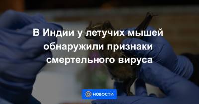 В Индии у летучих мышей обнаружили признаки смертельного вируса - news.mail.ru - Индия
