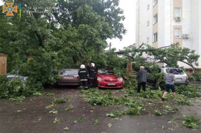В Виннице ветер повалил дерево сразу на четыре автомобиля - real-vin.com - Украина - Винницкая обл. - Гсчс