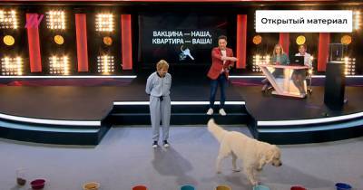 Шоу для вакцинированных: как собака и ведущие с боксерской грушей и рулеткой разыграли квартиру среди привитых в Подмосковье - tvrain.ru - Москва - Иркутская обл. - Московская обл. - Свердловская обл. - Курская обл. - Магаданская обл. - Омск