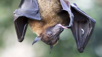 Георгий Викулов - Эксперт рассказал об особенностях вируса Nipah - iz.ru - Россия - Израиль - Индия