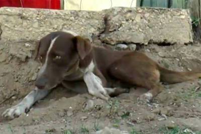 Верный пес продолжил ждать погибшего хозяина на месте трагедии - lenta.ru - Mexico
