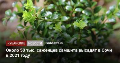 Около 50 тыс. саженцев самшита высадят в Сочи в 2021 году - kubnews.ru - Сочи - Краснодарский край