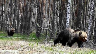 В Нижегородской области "свадебное путешествие" медведей попало на видео - vesti.ru - Россия - Нижегородская обл. - Нижний Новгород