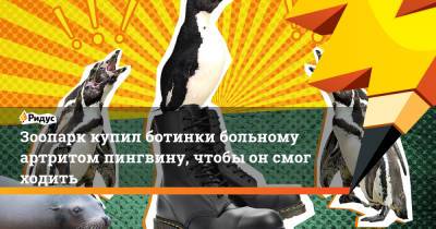 Зоопарк купил ботинки больному артритом пингвину, чтобы он смог ходить - ridus.ru - США - Антарктида