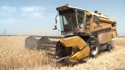Карабахские фермеры соберут рекордный урожай зерна - Trend TV (ФОТО/ВИДЕО) - trend.az - Азербайджан