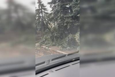 В Подмосковье из-за упавших на дорогу деревьев образовались многокилометровые пробки - govoritmoskva.ru - Москва - Московская обл.