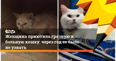 Женщина приютила грязную и больную кошку: через год ее было не узнать - ridus.ru - Малайзия