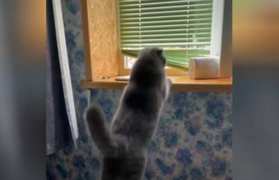 Неловкие попытки кота запрыгнуть на подоконник взорвали Сеть. Вы будете смеяться до слез! - ont.by - Белоруссия
