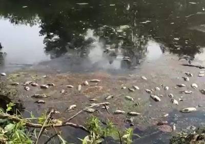 Последствия гибели рыбы в реке Пре в Рязанской области сняли на видео - ya62.ru - Рязанская обл. - район Клепиковский - Экология