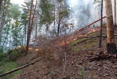 10 лесных пожаров произошло в регионе за неделю - ulpravda.ru - Ульяновск - Ульяновская - Сурск