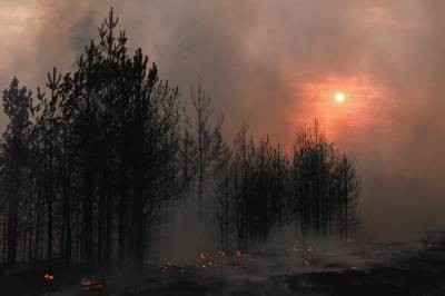 В Воронежской области усилят охрану лесов от пожаров - gorcom36.ru - Воронеж - Воронежская обл.