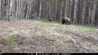 В Керженском заповеднике фотоловушка сняла гуляющих медведей - piter.tv