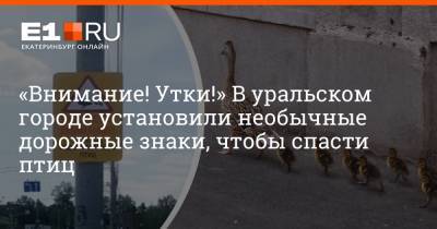 «Внимание! Утки!» В уральском городе установили необычные дорожные знаки, чтобы спасти птиц - e1.ru - Екатеринбург