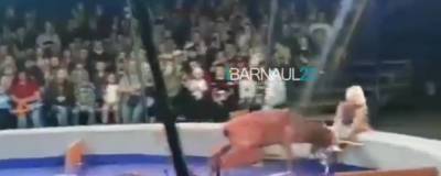 В цирке Барнаула олень напал на дрессировщицу - runews24.ru - Барнаул - Barnaul