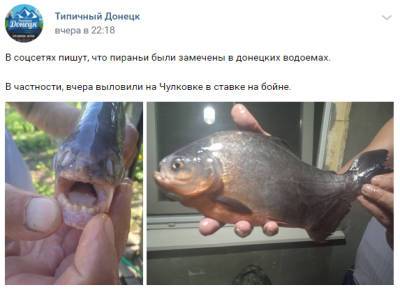 Рыбы с «человеческими» зубами: в донецком водоеме появились необычные обитатели - enovosty.com - Донецк - Папуа Новая Гвинея - Twitter