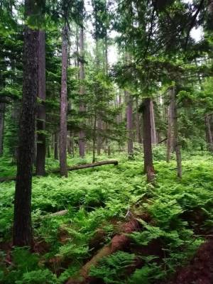 В Сахалинской области восстановят свыше 3 тысяч гектаров леса - sakhalin.info - Сахалинская обл.