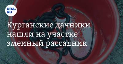 Курганские дачники нашли на участке змеиный рассадник - ura.news - Курган