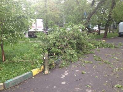 В Москве повалены около 200 деревьев, повреждены 45 автомобилей - rosbalt.ru - Москва - Московская обл.