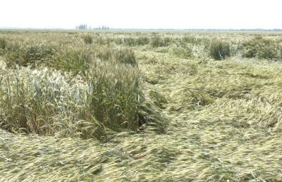 Дожди повредили около 7 тыс. га зерновых в Запорожской области - agroportal.ua - Украина - Запорожская обл.