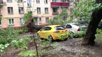 Евгений Тишковец - В Подмосковье упавшие из-за сильного ветра деревья повредили 20 машин - piter.tv - Москва - Россия - Московская обл.