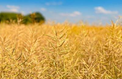 Эксперт: В этом сезоне не обойтись без десикации посевов зерновых культур и рапса - agroportal.ua - Украина