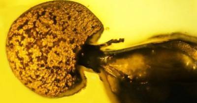 Ученые обнаружили необычные паразитические грибы у ископаемого муравья, которому 50 миллионов лет (фото) - focus.ua - Украина - штат Орегон