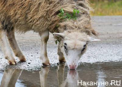 Южноуральца будут судить за попытку дать взятку полицейским овцами - nakanune.ru