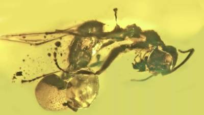 Ученые нашли в янтаре древнего муравья с грибком в прямой кишке - gazeta.ru - штат Орегон