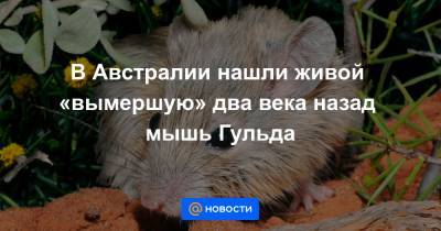 В Австралии нашли живой «вымершую» два века назад мышь Гульда - news.mail.ru - Австралия