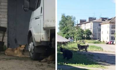 Артур Парфенчиков - Жительница Новой Вилги пожаловалась на бродячих собак, которые давят кур: зоозащитники предлагают помощь - gubdaily.ru