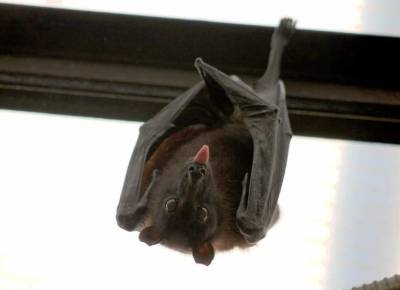 Ученый МФТИ Волчков: Вирус Nipah может попасть в Россию через зараженных путешественников - actualnews.org - Россия - Индия