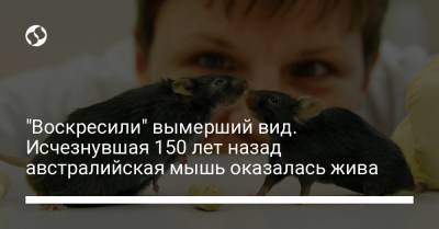 "Воскресили" вымерший вид. Исчезнувшая 150 лет назад австралийская мышь оказалась жива - liga.net - Украина - Австралия