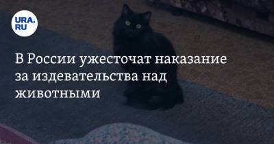 Владимир Бурматов - В России ужесточат наказание за издевательства над животными. Детали - ura.news - Россия