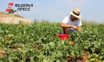 Как правильно ухаживать за растениями во время жары - fedpress.ru - Москва - Россия