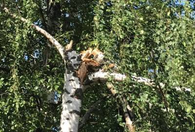 Семь деревьев повалил ураган в Нижегородском кремле - vgoroden.ru - Нижний Новгород - р-н Советский