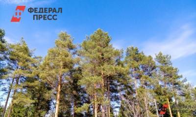 Дмитрий Кобылкин - Власти придумали, как сохранить лесные богатства - fedpress.ru - Москва - Россия
