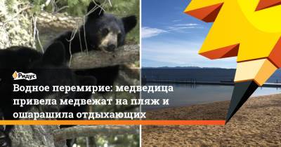 Водное перемирие: медведица привела медвежат на пляж и ошарашила отдыхающих - ridus.ru - США