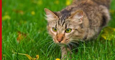 Какие кошки ловят мышей и крыс: топ-5 лучших пород - profile.ru