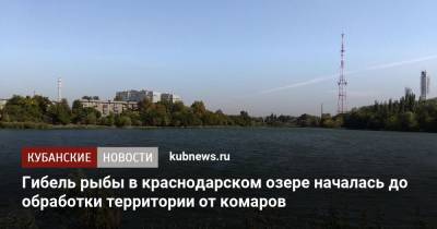 Гибель рыбы в краснодарском озере началась до обработки территории от комаров - kubnews.ru - Краснодарский край - Краснодар - Россельхознадзор