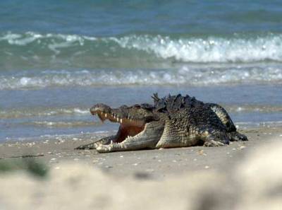 В курортном Скадовске мужчина выгуливает на пляже крокодила - novostiua.news - Украина - Скадовск