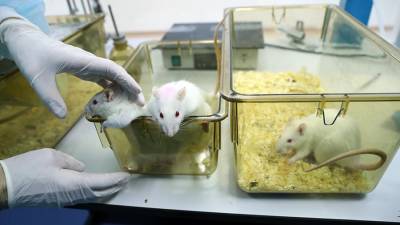 В РФ начался эксперимент по пересадке «космической» костной ткани крысам - iz.ru