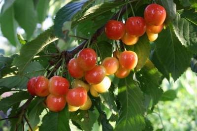 Из-за дождей производители черешни потеряют от 80% урожая - agroportal.ua