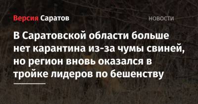 В Саратовской области больше нет карантина из-за чумы свиней, но регион вновь оказался в тройке лидеров по бешенству - nversia.ru - Саратовская обл. - район Вольский
