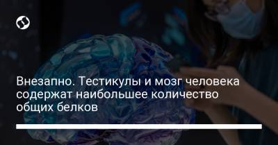 Внезапно. Тестикулы и мозг человека содержат наибольшее количество общих белков - liga.net