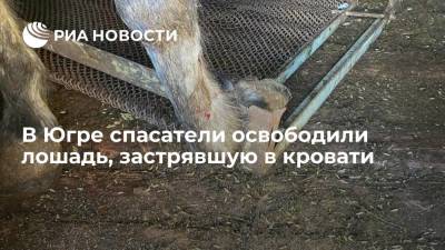 В Югре спасатели освободили лошадь, застрявшую в кровати - ria.ru - Ханты-Мансийск - Югра - Нягань