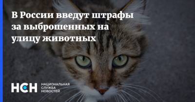 Владимир Бурматов - В России введут штрафы за выброшенных на улицу животных - nsn.fm